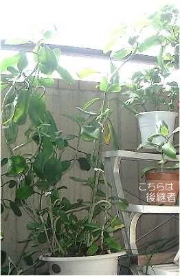 ���C�Ɉ�����n�J����