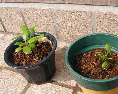 karim����Ƃ���̃n�J����