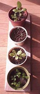 shizuko����Ƃ���̃n�J����