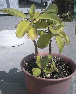 ���C�Ɉ���Ă܂�