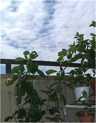 ����̋���H�͗l